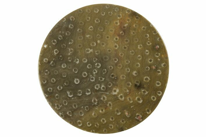 Polished Fossil Rugose Coral Slab - Morocco #259778